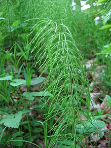 Equisetum pratense