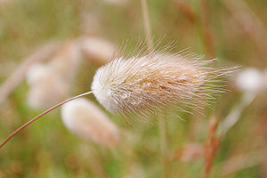 Poaceae