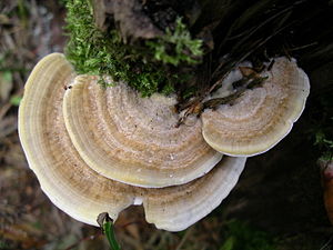 Polyporaceae