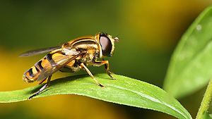 Helophilus pendulus