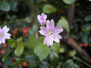 Portulacaceae