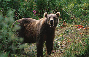 Kodiak ayısı