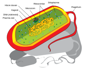 Prokaryota