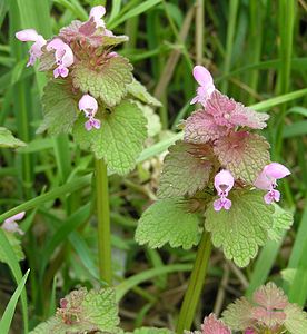 Lamium purpureum