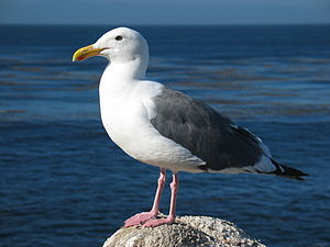 Larus