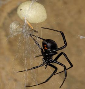 Latrodectus mactans