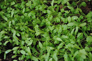 Lepidium sativum