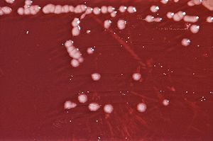 Pseudomonas