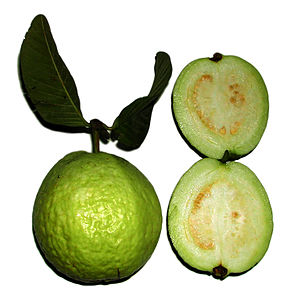 Psidium guajava