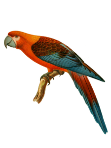 Psittacidae