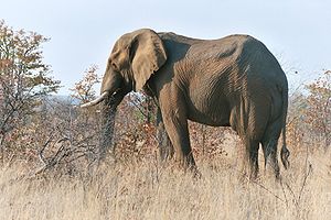 Loxodonta africana