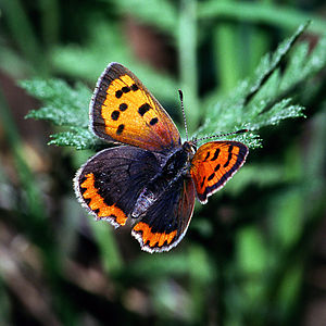 Lycaena phlaeas