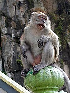 Macaca