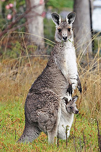 Macropodidae