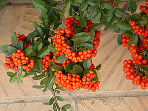 Pyracantha