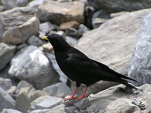 Pyrrhocorax