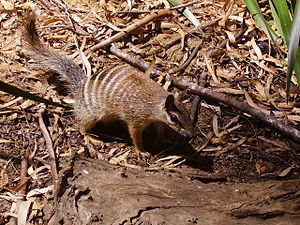 Myrmecobiidae