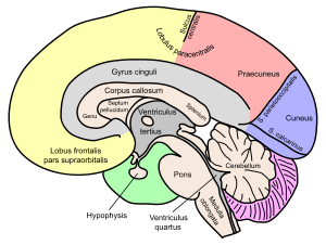 Nöroanatomik