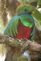 Quetzal