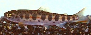 Oncorhynchus masou formosanum