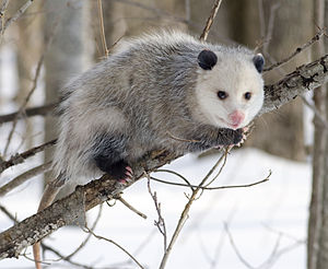 Opossumgiller