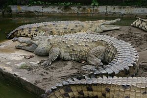 Orinoco timsahı