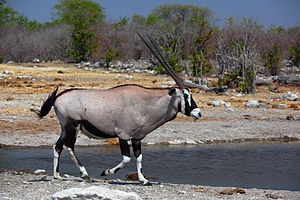 Oryx gazella