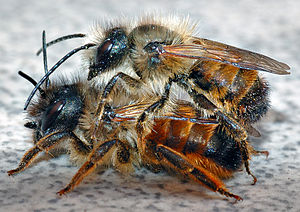 Osmia bicornis