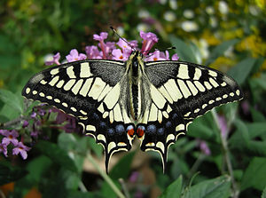 Papilio machaon