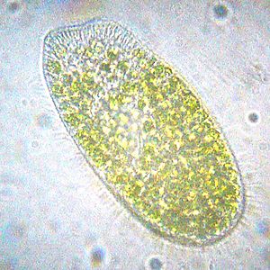 Paramecium bursaria