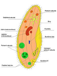 Paramecium caudatum