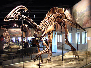 Parasaurolophus