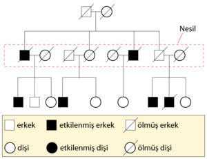 Pedigre çizelgesi