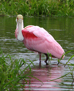 Pembe kaşıkçı