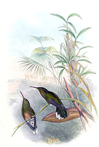 Phaeochroa