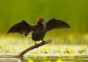 Phalacrocorax pygmeus