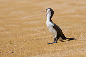 Phalacrocorax varius