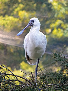 Platalea