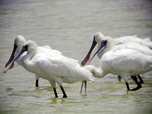 Platalea minor