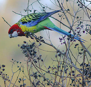 Platycercus eximius