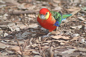 Platycercus icterotis