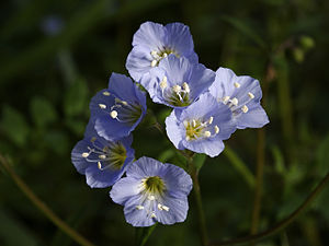 Polemonium reptans