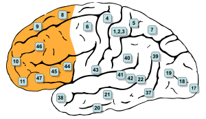 Prefrontal korteks