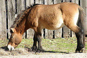 Prezewalski yaban atı