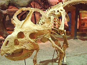 Protoceratops