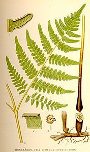 Pteridium