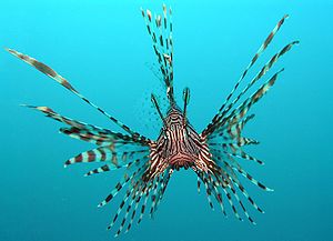 Pterois