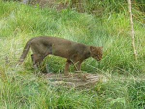 Puma yagouaroundi