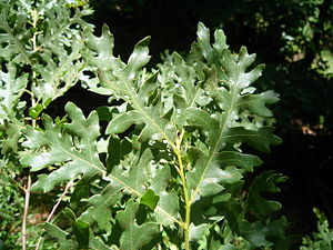 Quercus cerris