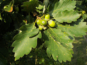 Quercus petraea